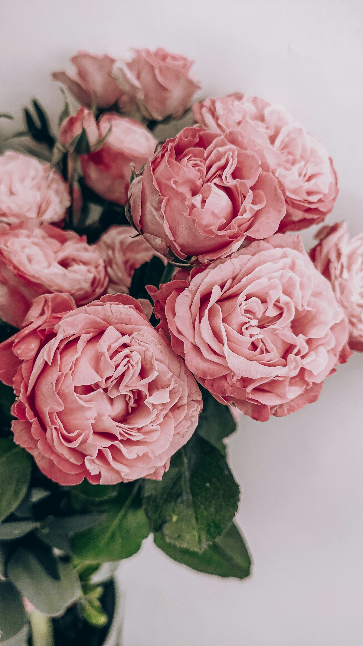 گل برای خواستگاری؛ چه تعداد شاخه؟